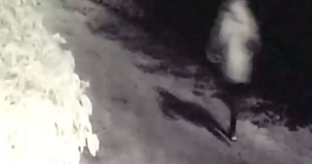 З'явилось відео, як у Ірпені хлопець тікає з місця замаху на колишню дівчину та її бойфренда