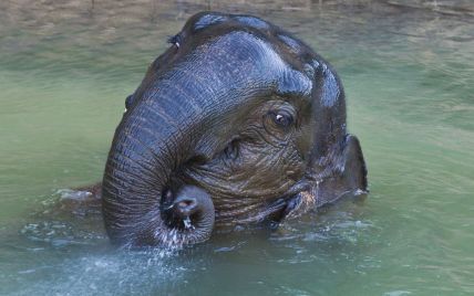 В пражском зоопарке посетителям показали новорожденного слоненка