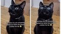 Реакция кошки Джанги на нового котенка дома