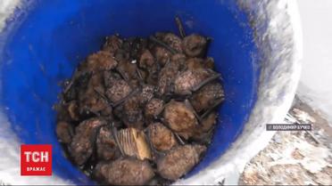 Спасение летучих мышей: более 200 животных доставили в Галицкий центра реабилитации