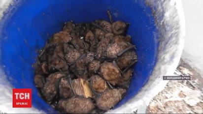 Спасение летучих мышей: более 200 животных доставили в Галицкий центра реабилитации