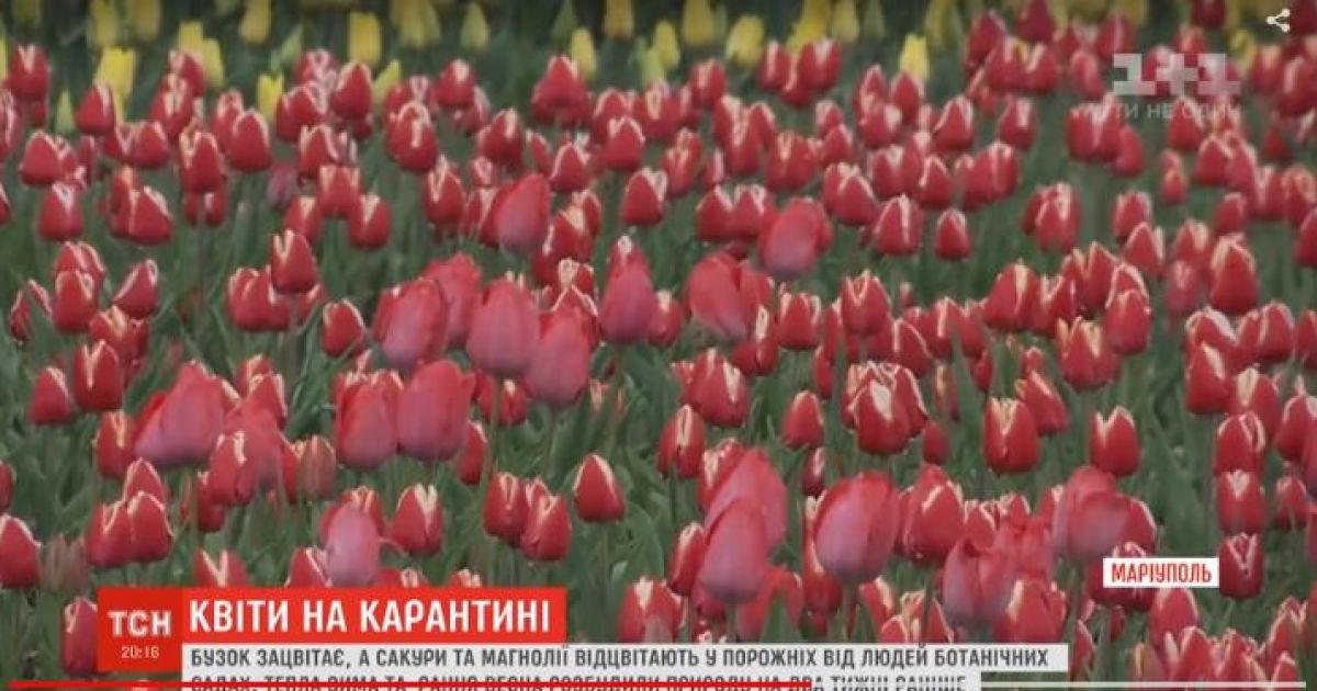 Природа на передышке: без украинцев в парках цветет ранняя сирень, а магнолии уже отцветают