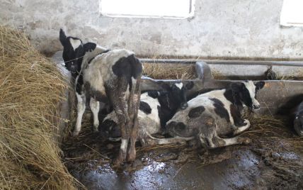 Истощены, без воды и в экскрементах: в каких условиях содержат животных на ферме во Львове