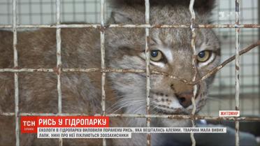 У Житомирі знайшли поранену червонокнижну рись