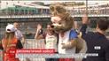 Австралійські дипломати бойкотуватимуть чемпіонату світу з футболу у Росії
