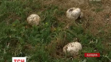 Журналист ТСН выяснили подробности отравления грибами на Львовщине