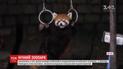 Чтобы увидеть настоящую жизнь диких животных, в китайском зоопарке устраивают ночные экскурсии