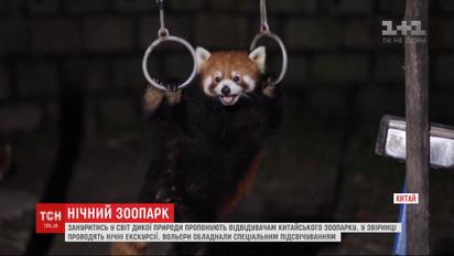 Чтобы увидеть настоящую жизнь диких животных, в китайском зоопарке устраивают ночные экскурсии