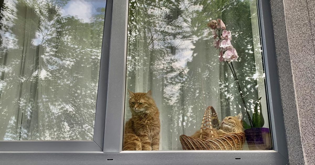 На фотографии — майские котики, которые любят солнечную львовскую погоду