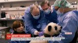 У Берлінському зоопарку відбудеться дебют 5-місячних панденят-близнюків