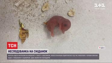 Додача до сніданку: одесит натрапив на мишенят у пакеті з вівсянкою