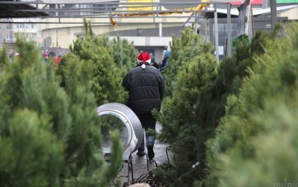 Новогодние елки в Киеве: где купить и какие цены