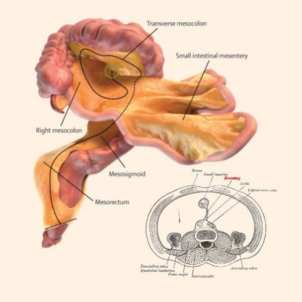  / © Lancet Gastroenterology & Hepatology