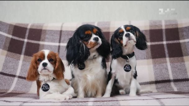 Кавалер-кінг-чарльз-спанієль