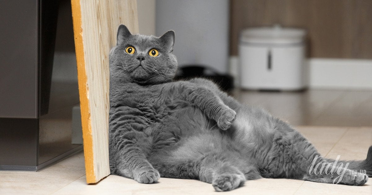 Товстий кіт