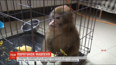 Рідкісну ассамську макаку врятували у Китаї