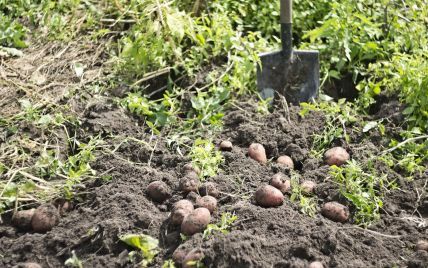 Как вырастить большой урожай картофеля: лучшие советы