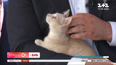 Кошенятко Мокка шукає дім