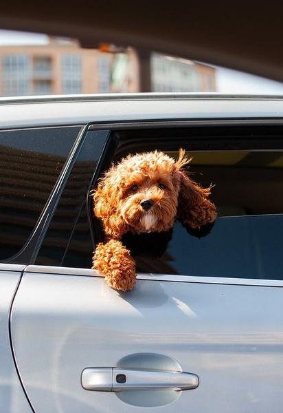 За неуплату штрафа могут арестовать авто