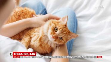 Незвичні способи, якими коти висловлюють любов