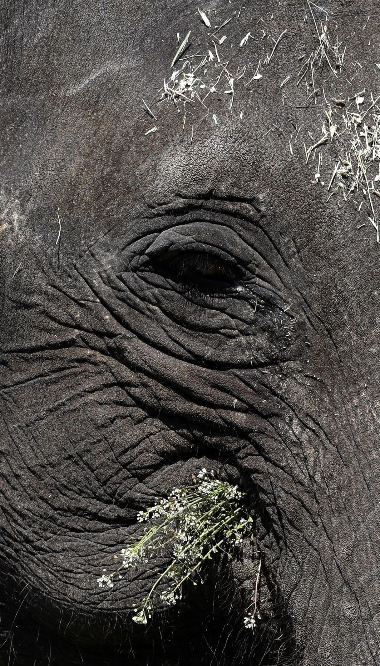 Ходят кругами возле воды и умирают: в Ботсване массово гибнут слоны