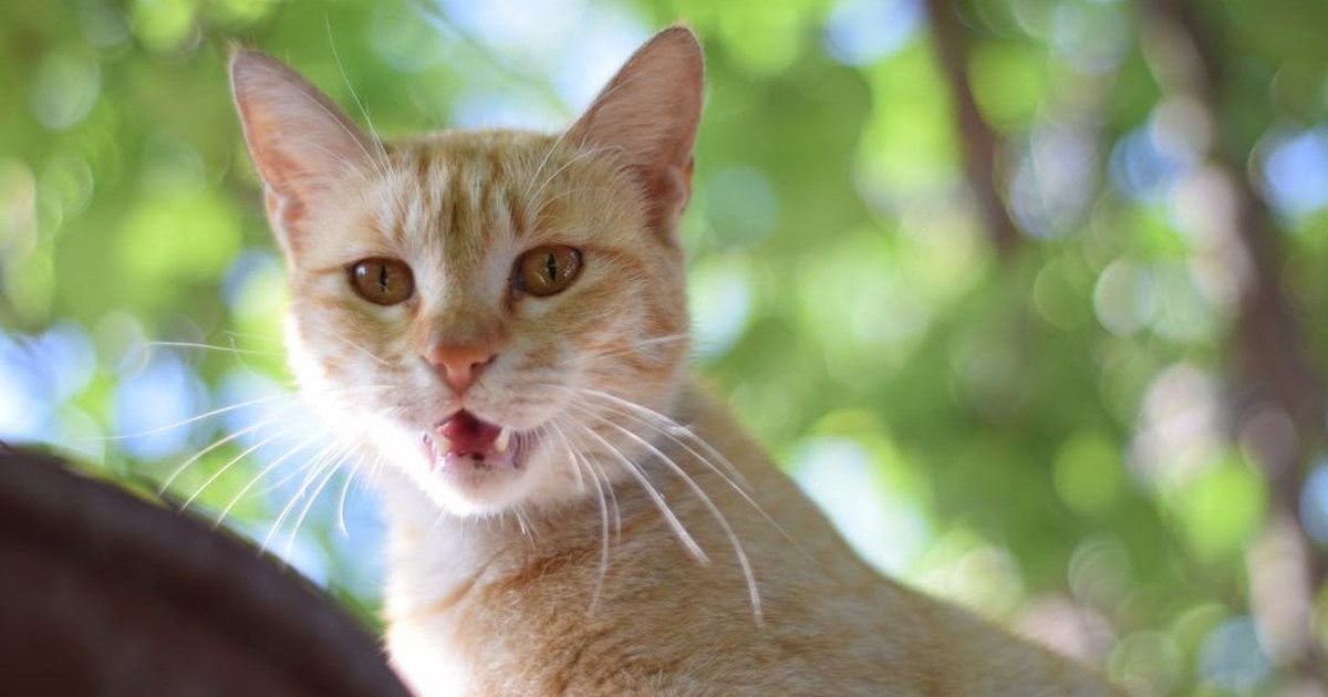 Как кошки предупреждают об опасности