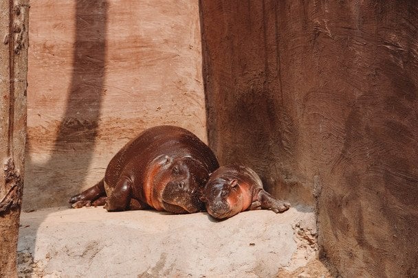 8 квітня святкують День карликового бегемота / © pexels.com