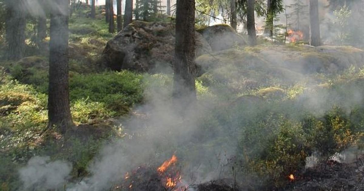 В Киеве предупредили о высоком уровне пожарной опасности