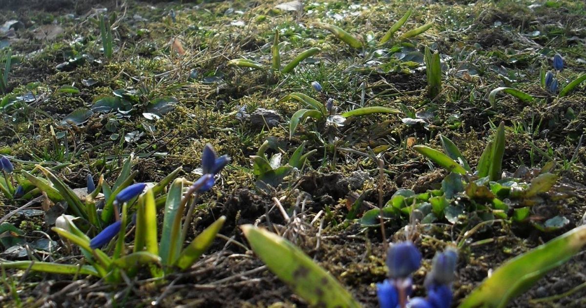 проліски в Полтаві_1 / © Людмила Витенко /Facebook