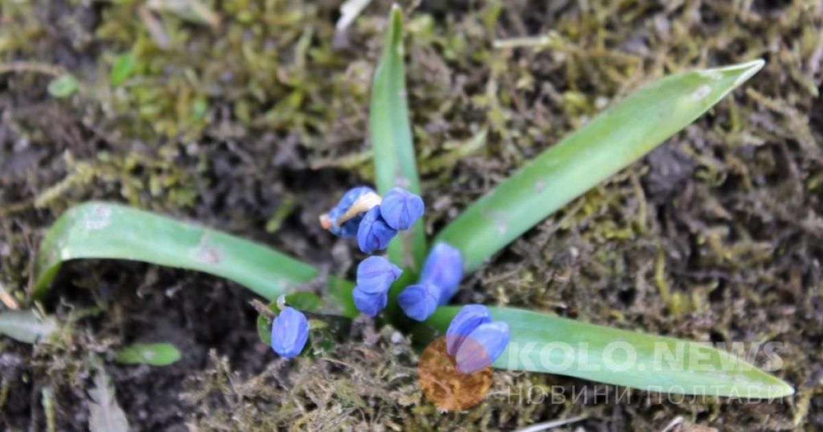 проліски в Полтаві_7 / © Коло