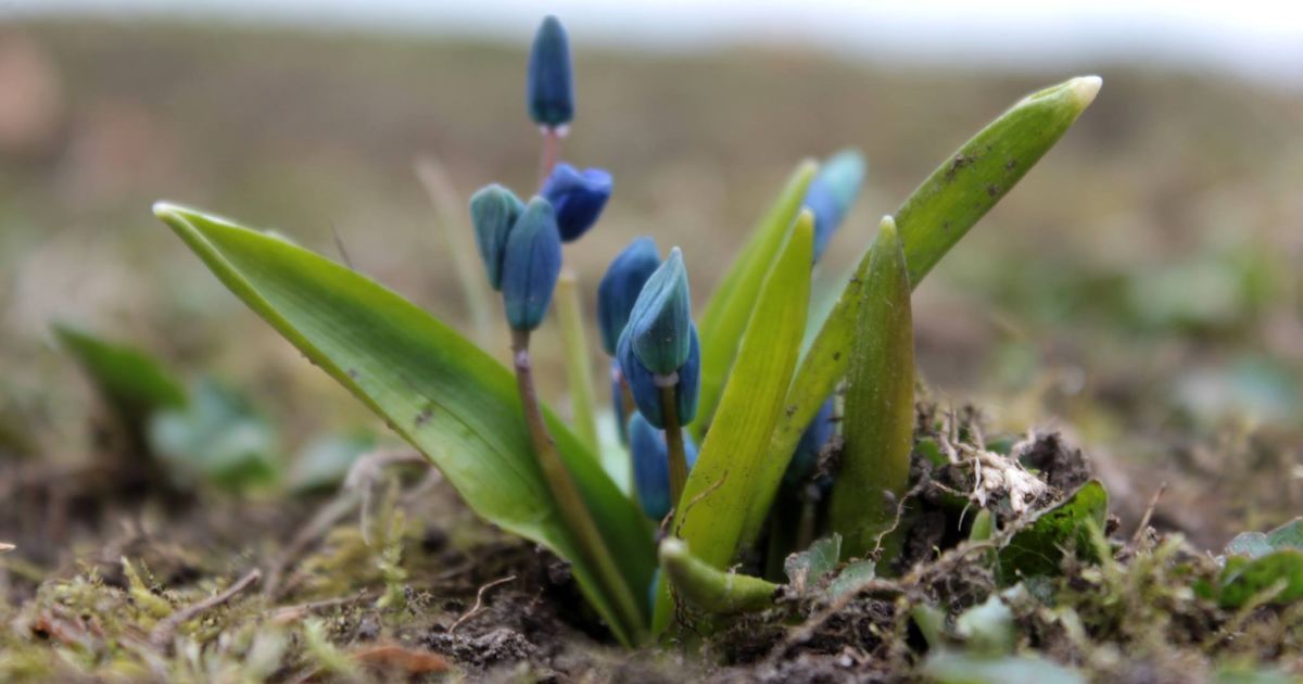 проліски в Полтаві_3 / © Коло