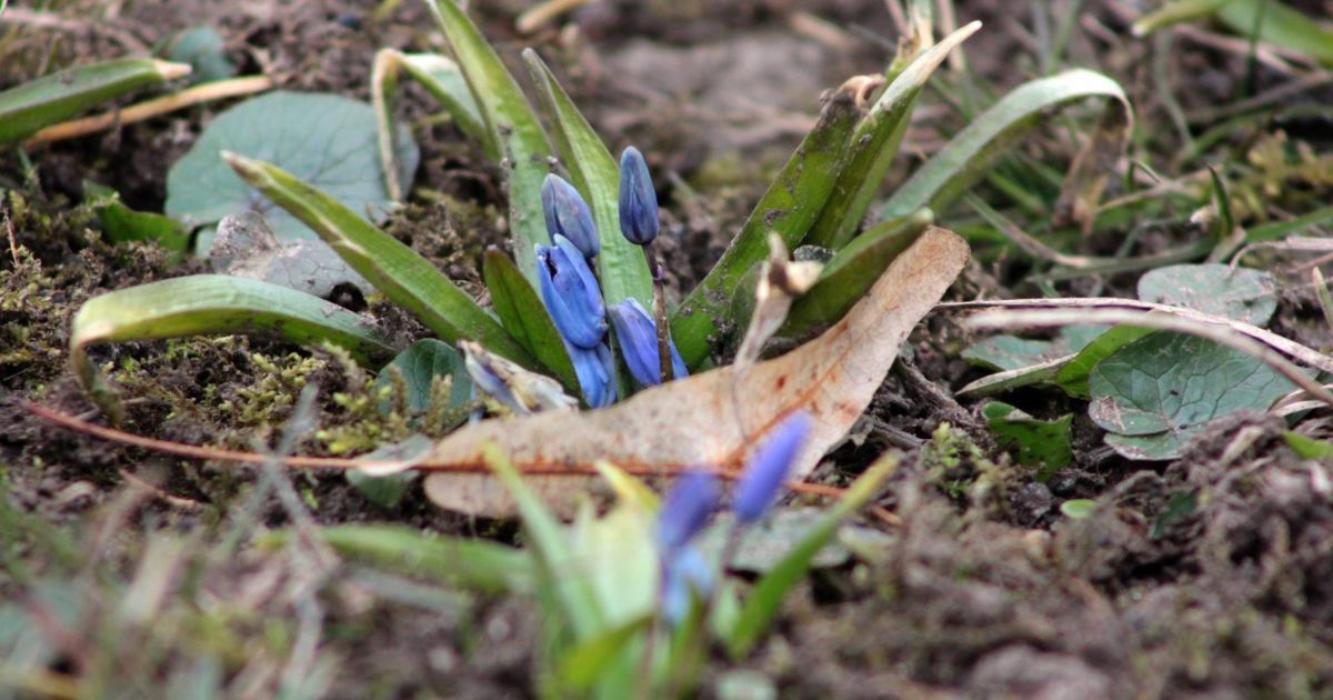 проліски в Полтаві_5 / © Коло