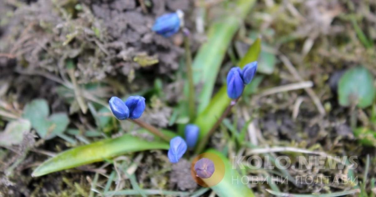 проліски в Полтаві_8 / © Коло