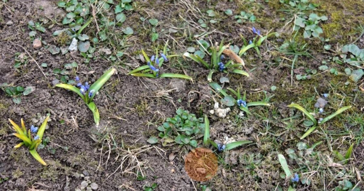 проліски в Полтаві_9 / © Коло