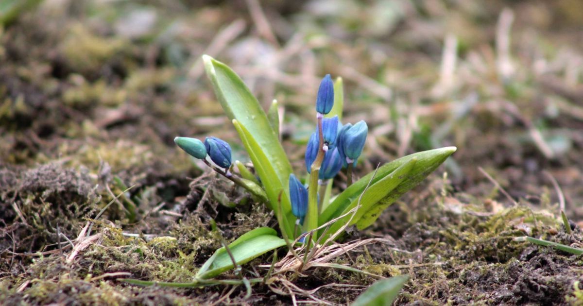 проліски в Полтаві_4 / © Коло