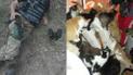 "Нечем кормить": в Киеве без корма остались десятки кошек, которых ранее военный вывез из-под обстрелов