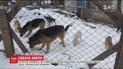 Волонтеры заявили, что нашли под Киевом двор воров собак