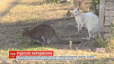 В зверинце Болгарии на свет появился кенгуренок-альбинос