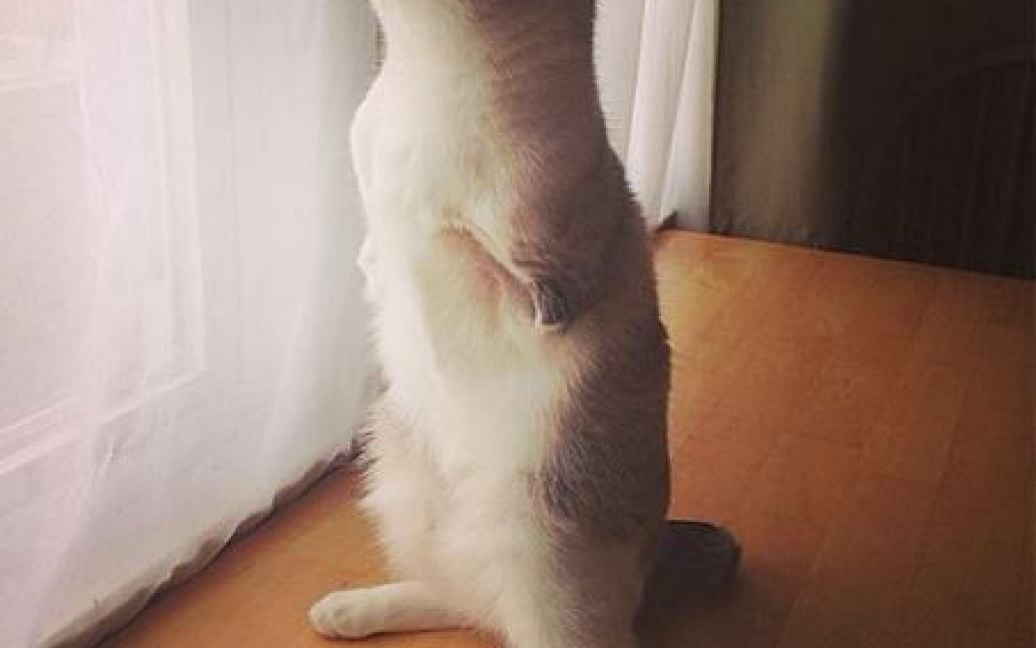 Котик Ру любить гратися та стрибати на задніх лапках / © instagram.com/lilbunnysueroux