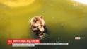 Водные процедуры и замороженные лакомства: жителей харьковского зоопарка спасают от жары