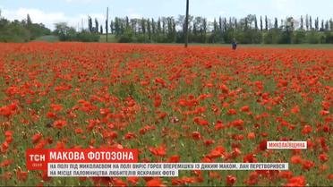 Вместо гороха вырос мак: поле под Николаевом превратилось в яркую фотозону