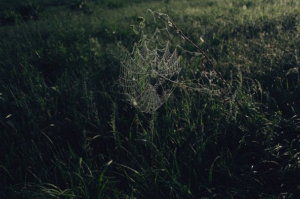 19 липня багато павутиння на травах — до ясної та сухої осені / © unsplash.com