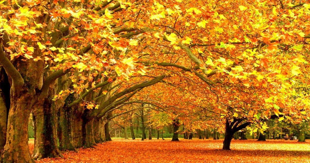 Що чекає на вас восени: тест за картинками