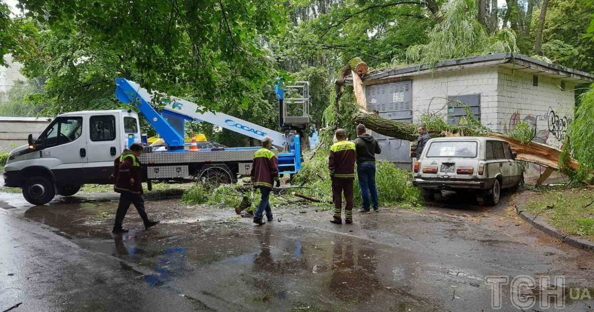 У Києві велика верба впала одразу на чотири автівки