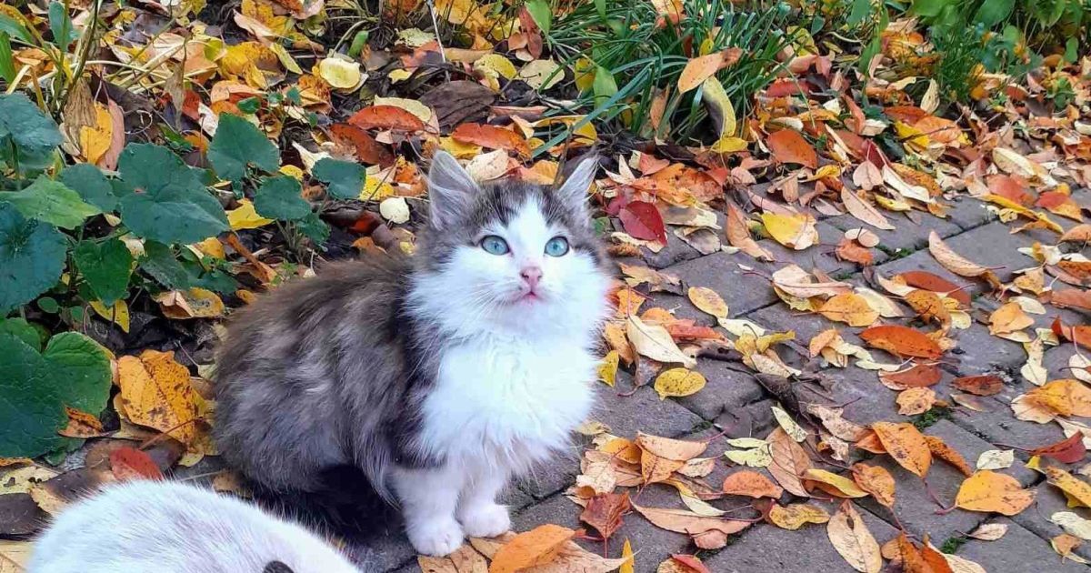 У Броварах кошенята з очима кольору неба шукають дім: фото