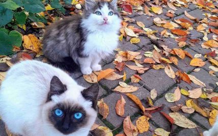 В Броварах котята с глазами цвета неба ищут дом: фото