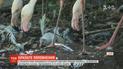 У зоопарку Рима вилупились четверо пташенят рідкісних рожевих фламінго