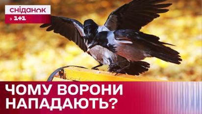 Вороны атакуют! Почему птицы нападают на людей?