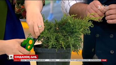 Секрети обрізання хвойних рослин від Наталі Підлісної