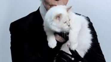 Лагерфельд, кицька_1 / © vk.com/karl_lagerfeld